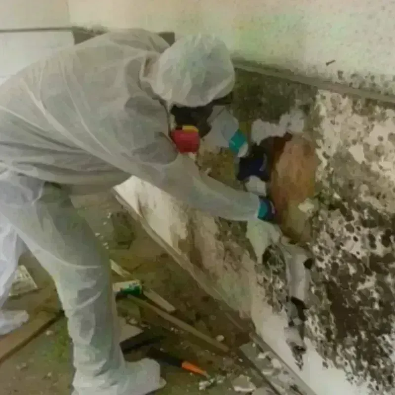 Mold Remediation and Removal in Sunnyvale, TX